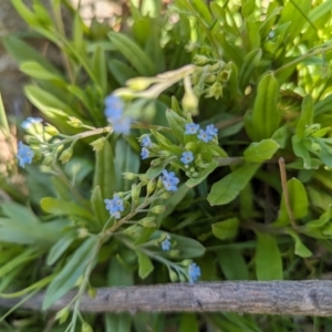 Myosotis laxa subsp. caespitosa at Crace, ACT - 12 Nov 2023 09:35 AM