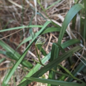 Dianella sp. at Giralang, ACT - 12 Nov 2023