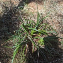 Dianella sp. at Giralang, ACT - 12 Nov 2023