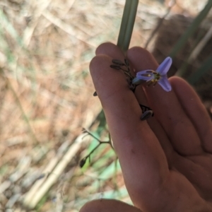 Dianella revoluta var. revoluta at Giralang, ACT - 12 Nov 2023