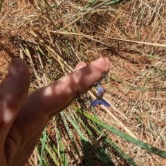 Dianella revoluta var. revoluta at Giralang, ACT - 12 Nov 2023