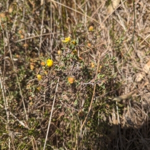 Hibbertia obtusifolia at Giralang, ACT - 12 Nov 2023