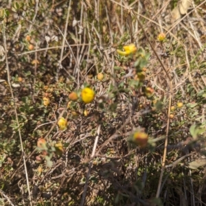 Hibbertia obtusifolia at Giralang, ACT - 12 Nov 2023