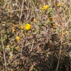 Hibbertia obtusifolia at Giralang, ACT - 12 Nov 2023 11:34 AM