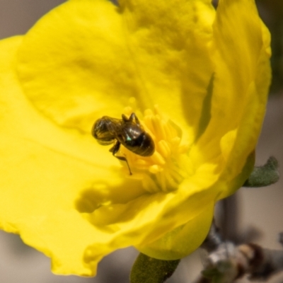 Hylaeinae (subfamily) (Masked bee, Hylaeine bee) at Bluett's Block (BBL) - 29 Oct 2023 by SWishart