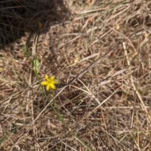 Tricoryne elatior at Giralang, ACT - 12 Nov 2023