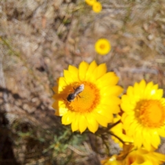 Apiformes (informal group) (Unidentified bee) at Watson, ACT - 10 Nov 2023 by abread111