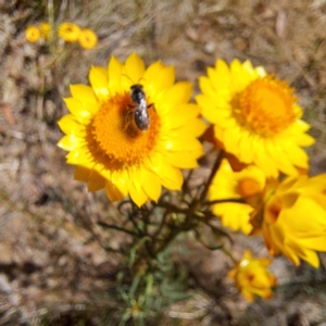 Apiformes (informal group) at Justice Robert Hope Reserve (JRH) - 10 Nov 2023