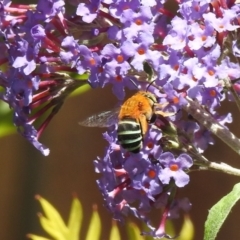 Amegilla sp. (genus) (Blue Banded Bee) at Avoca, QLD - 22 Oct 2023 by Gaylesp8