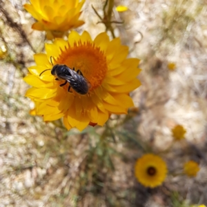 Lasioglossum (Chilalictus) lanarium at Justice Robert Hope Reserve (JRH) - 10 Nov 2023 11:10 AM