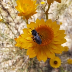 Lasioglossum (Chilalictus) lanarium at Justice Robert Hope Reserve (JRH) - 10 Nov 2023 11:10 AM