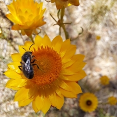 Lasioglossum (Chilalictus) lanarium at Justice Robert Hope Reserve (JRH) - 10 Nov 2023 11:10 AM