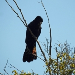 Calyptorhynchus banksii (Red-tailed Black-cockatoo) at Avoca, QLD - 29 Oct 2023 by Gaylesp8