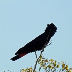 Calyptorhynchus banksii at Avoca, QLD - 29 Oct 2023