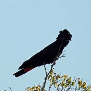 Calyptorhynchus banksii at Avoca, QLD - 29 Oct 2023