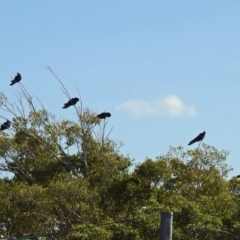 Calyptorhynchus banksii at Avoca, QLD - 29 Oct 2023 07:43 AM
