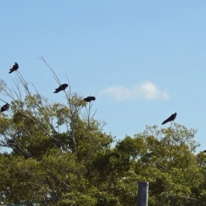 Calyptorhynchus banksii at Avoca, QLD - 29 Oct 2023 07:43 AM