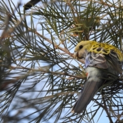 Platycercus adscitus (Pale-headed Rosella) at Avoca, QLD - 6 Nov 2023 by Gaylesp8