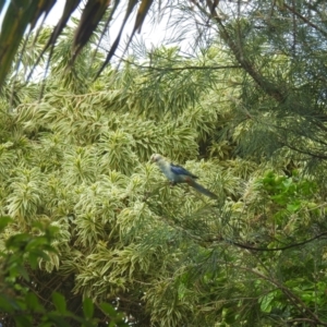 Platycercus adscitus at Avoca, QLD - 7 Nov 2023