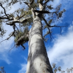 Eucalyptus dalrympleana subsp. dalrympleana (Mountain Gum) at Cotter River, ACT - 12 Nov 2023 by Steve818