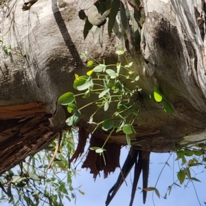 Eucalyptus dalrympleana subsp. dalrympleana at Namadgi National Park - 12 Nov 2023