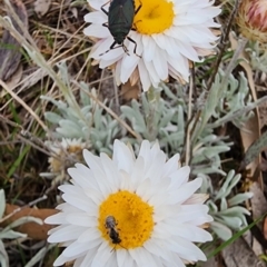 Leucochrysum alpinum (Alpine Sunray) at Cotter River, ACT - 12 Nov 2023 by Steve818