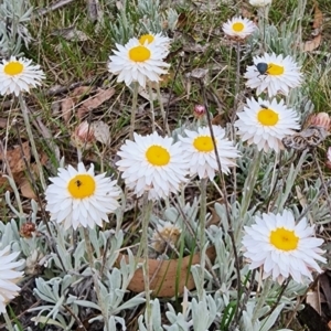 Leucochrysum alpinum at Namadgi National Park - 12 Nov 2023