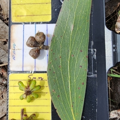 Eucalyptus pauciflora subsp. pauciflora (White Sally, Snow Gum) at Cotter River, ACT - 12 Nov 2023 by Steve818