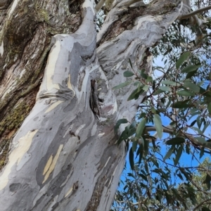 Eucalyptus pauciflora subsp. pauciflora at Namadgi National Park - 12 Nov 2023