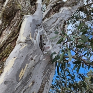 Eucalyptus pauciflora subsp. pauciflora at Namadgi National Park - 12 Nov 2023 03:22 PM