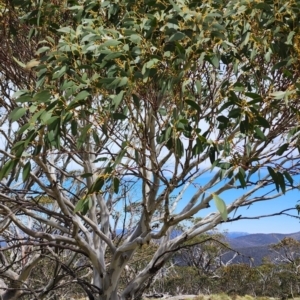 Eucalyptus pauciflora subsp. debeuzevillei at Namadgi National Park - 12 Nov 2023