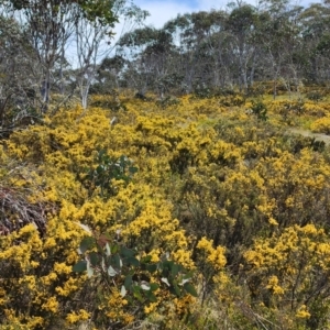 Bossiaea foliosa at Namadgi National Park - 12 Nov 2023