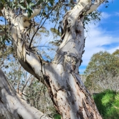 Eucalyptus pauciflora subsp. pauciflora at Namadgi National Park - 12 Nov 2023 02:30 PM