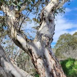 Eucalyptus pauciflora subsp. pauciflora at Namadgi National Park - 12 Nov 2023