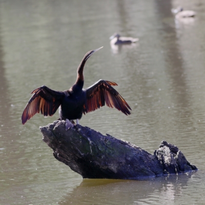 Anhinga novaehollandiae (Australasian Darter) at Gundagai, NSW - 10 Nov 2023 by MichaelWenke
