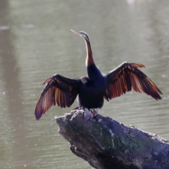 Anhinga novaehollandiae at Gundagai, NSW - 10 Nov 2023