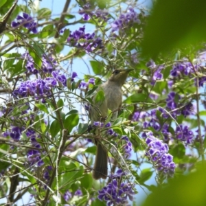 Lichmera indistincta at Avoca, QLD - 10 Nov 2023