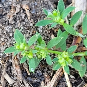 Paronychia brasiliana at Wapengo, NSW - 12 Nov 2023