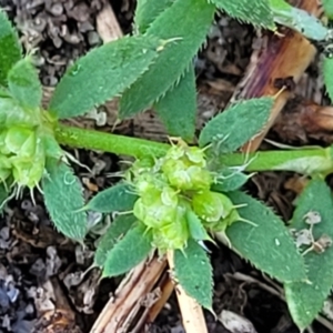 Paronychia brasiliana at Wapengo, NSW - 12 Nov 2023