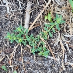 Paronychia brasiliana at Wapengo, NSW - 12 Nov 2023