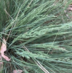 Poa (genus) (A Snow Grass) at Hall, ACT - 12 Nov 2023 by strigo