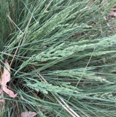 Poa sp. (A Snow Grass) at Hall, ACT - 12 Nov 2023 by strigo