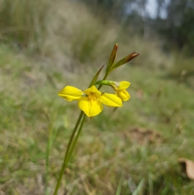 Diuris monticola (Highland Golden Moths) at Tinderry, NSW - 11 Nov 2023 by danswell