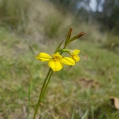 Diuris monticola (Highland Golden Moths) at Mt Holland - 11 Nov 2023 by danswell