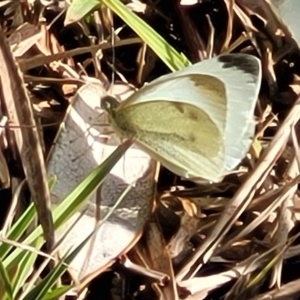 Pieris rapae at Wapengo, NSW - 12 Nov 2023 08:06 AM