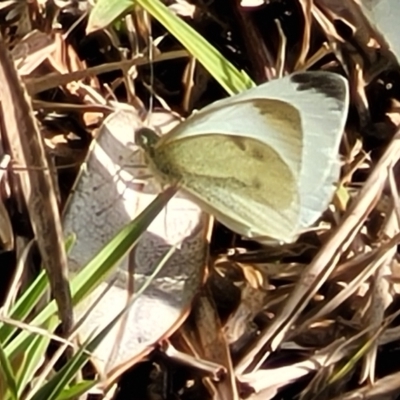 Pieris rapae (Cabbage White) at Wapengo, NSW - 12 Nov 2023 by trevorpreston