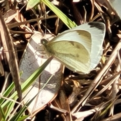 Unidentified White & Yellow (Pieridae) at Wapengo, NSW - 11 Nov 2023 by trevorpreston