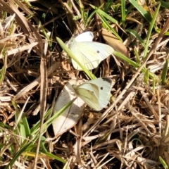 Pieris rapae at Wapengo, NSW - 12 Nov 2023