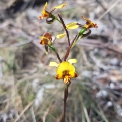 Diuris semilunulata (Late Leopard Orchid) at Tinderry, NSW - 11 Nov 2023 by danswell