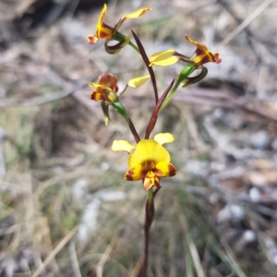 Diuris semilunulata (Late Leopard Orchid) at Tinderry, NSW - 11 Nov 2023 by danswell